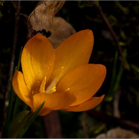  Макро :-  Crocus flavus - жълт минзухар(Crocus)! Минзухар! и фотография... #№18