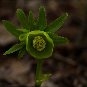  Макро :-  Кукурякът (Helleborus)... #№19