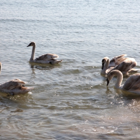 Swan Lake