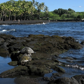 Panaluu Black Sand Beach (Big Island- Hawaii) или Заливът на костенурките