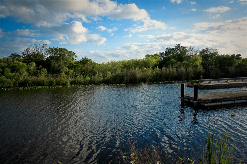 alligator alley