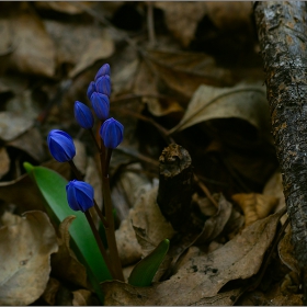  Макро :-  Обикновен синчец, Двулистен синчец 	Scilla bifolia L и фотография... #№21