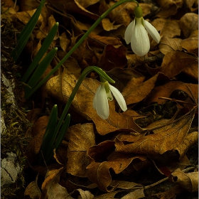  Макро :-  Род Кокиче (Galanthus) и фотография... #№22