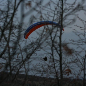 Tree glider