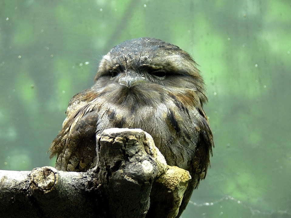 Tawny Frogmouth,свъсил вежди