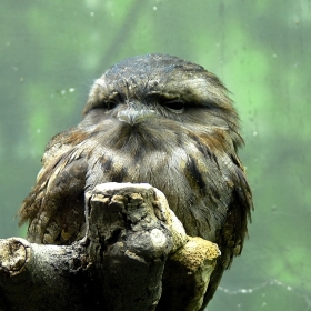 Tawny Frogmouth,свъсил вежди