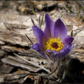  горска Съсънка (Anemone pulsatilla)