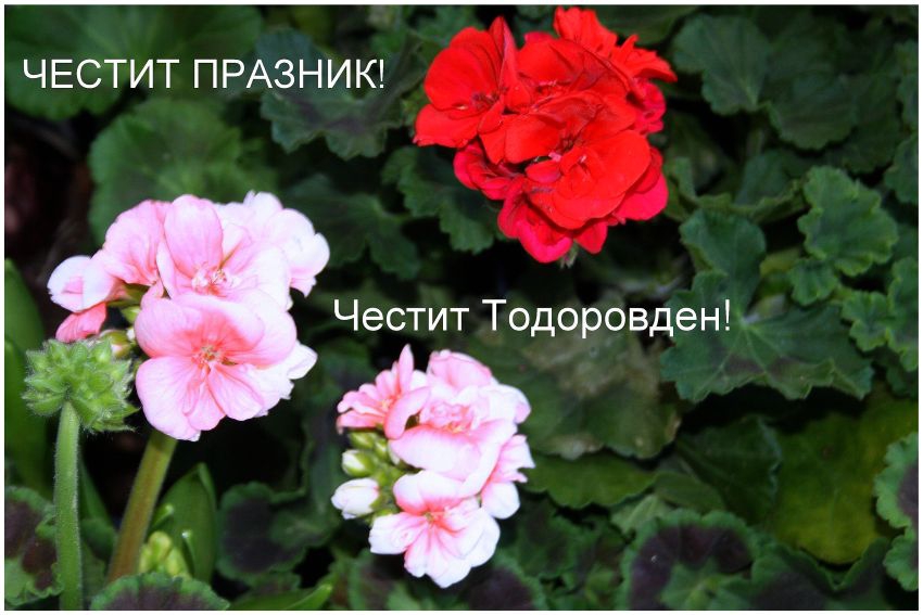 Честит Тодоровден!
