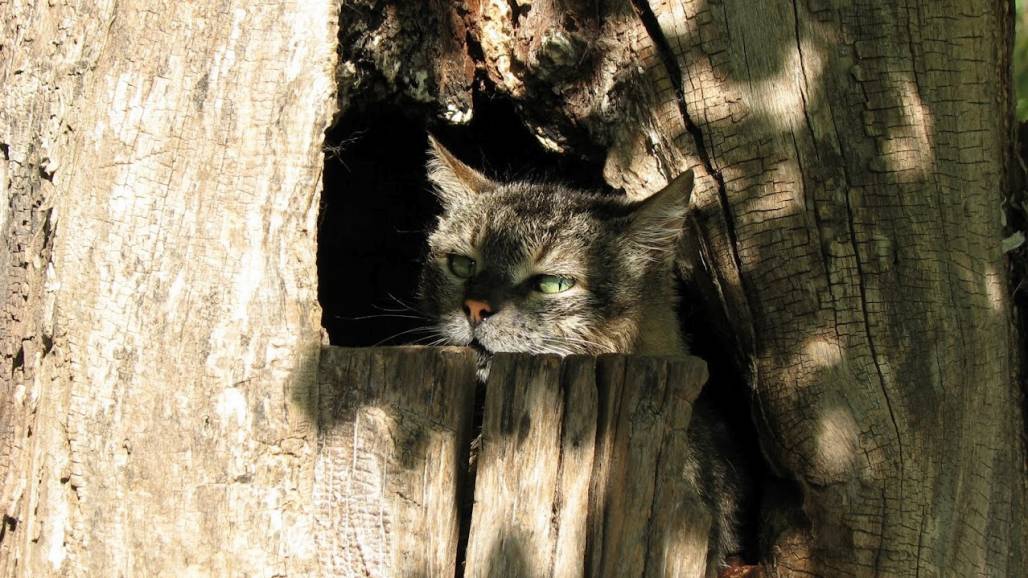 котки