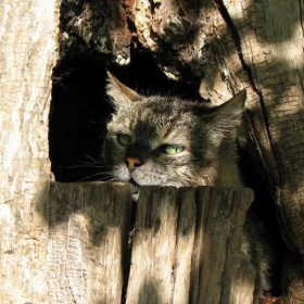 котки