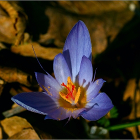  Макро :- Crocus vernus - син минзухар(Crocus)! Минзухар #№6!