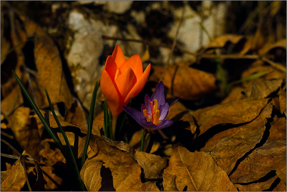  Макро :-  Crocus sativus - шафранов минзухар, шафран(Crocus)! Минзухар #№7!