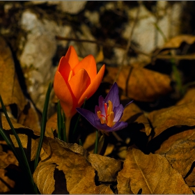  Макро :-  Crocus sativus - шафранов минзухар, шафран(Crocus)! Минзухар #№7!