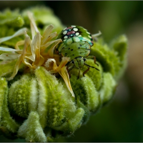  Макро :-  Nezara viridula (Linnaeus) #№9