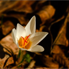 Crocus white   Бял Минзухар    White crocus  white