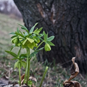 Кукуряк