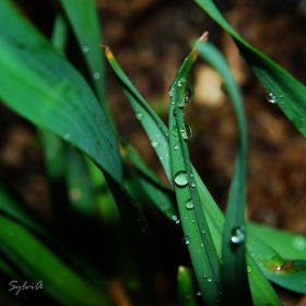 Droplets