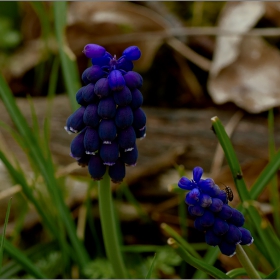  Макро :-  Кукувиче грозде (Muscari)...,  с подивяването на  лозята това ни остана! #№29?