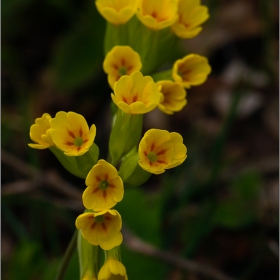  Макро :-  Лечебна иглика - Primula veris... става за салата! #№31