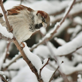 Домашно врабче/Passer domesticus - Мъжки