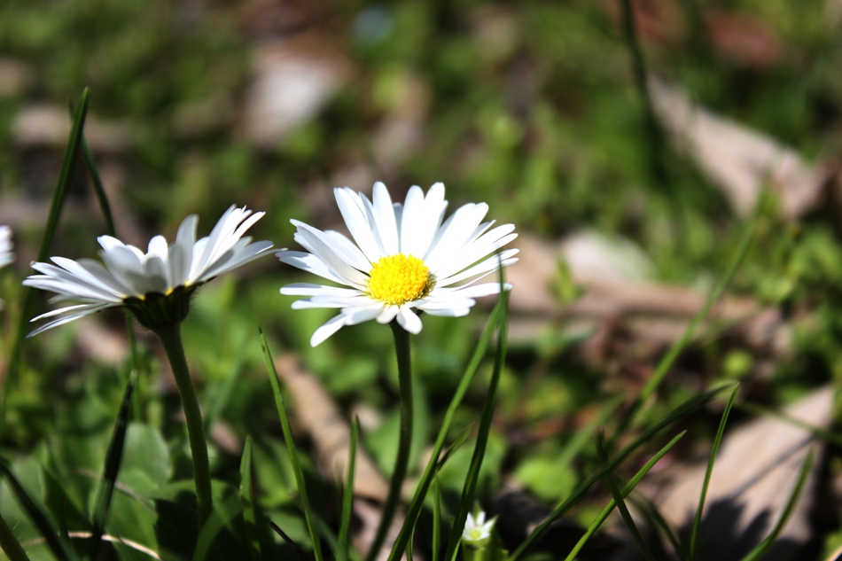 Daisy