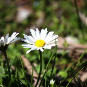 Daisy