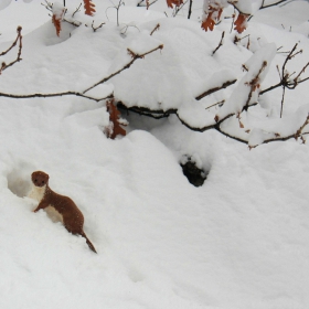 Невестулка (Mustela nivalis)