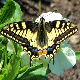 Iphiclides podalirius