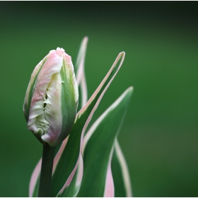 Tulip Silver Parrot