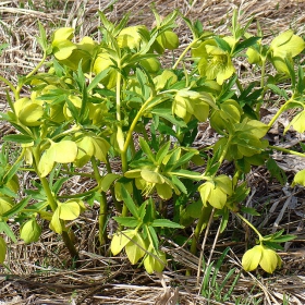 Кукуряци, срамежливци