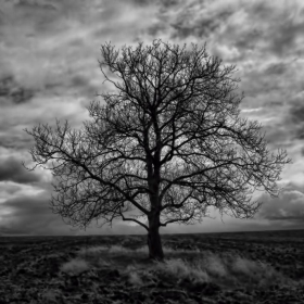 Dark Tree