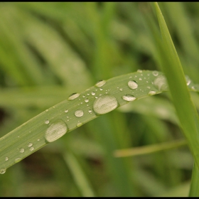 The tears of Spring