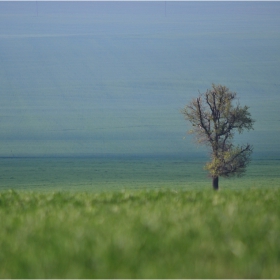 зелено