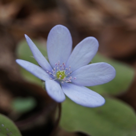  Delicate blue