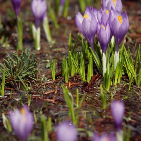 Син минзухар / Crocus vernus