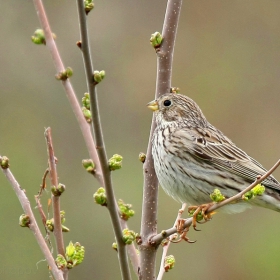 Сива овесарка/Emberiza calandra