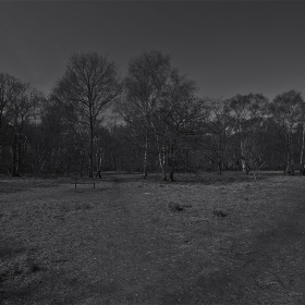 в парка ч/б