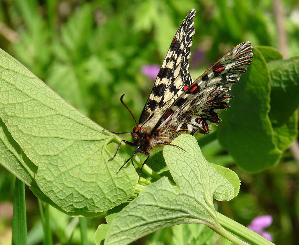 Zerynthia polyxena