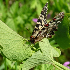 Zerynthia polyxena