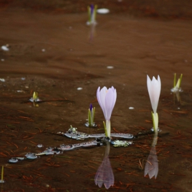 Син минзухар / Crocus vernus (Бяла фаза)