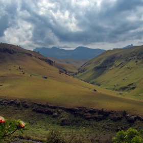 Гледки от Drakensberg (в преден план цъфнала протеа)