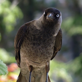 Corvus monedula - Чавка