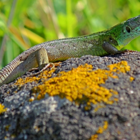 Зелен гущер (Lacerta viridis)