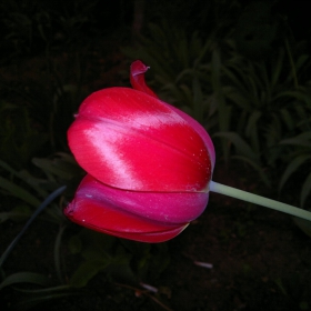 Tulip