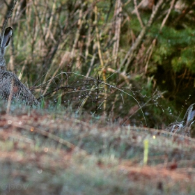 Див заек (Lepus europaeus)