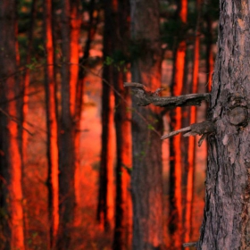 mystic forest