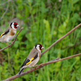 Кадънка/Щиглец/Carduelis carduelis