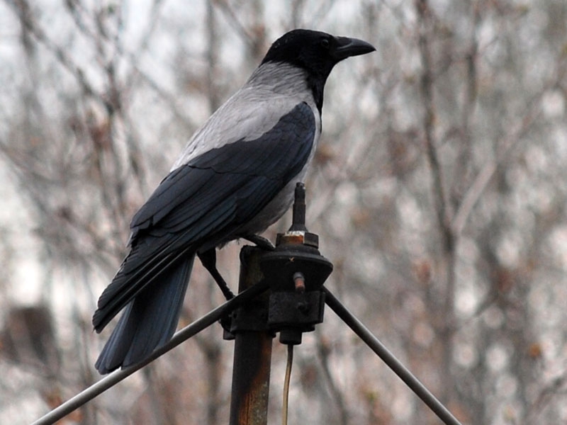 nevermore :)