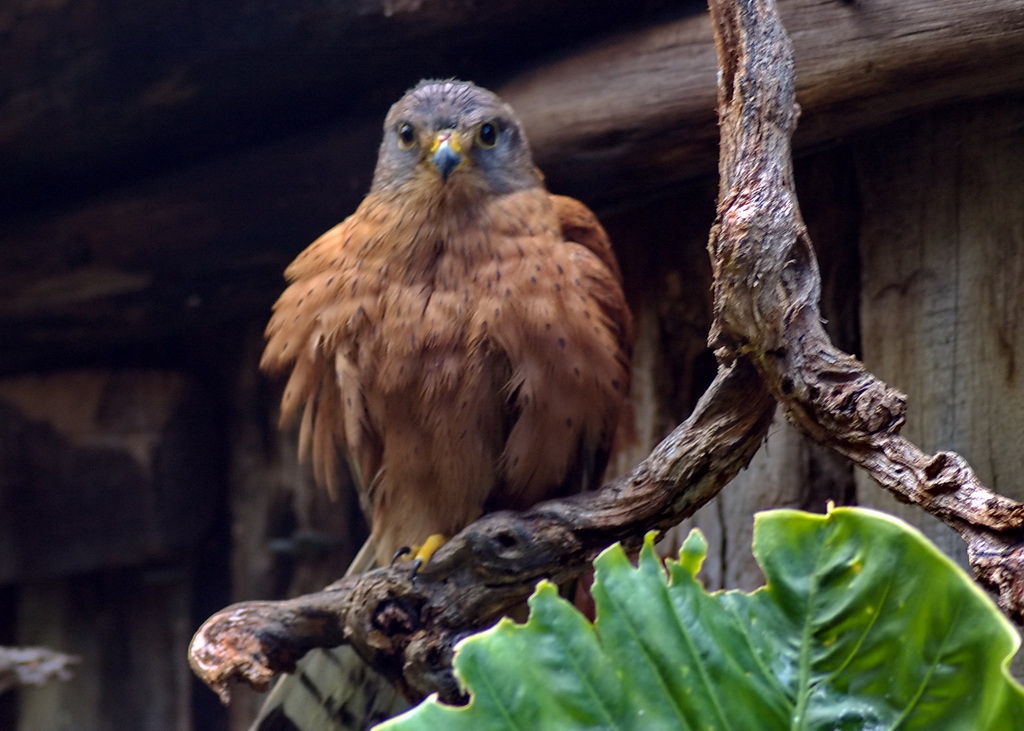 Керкенезче от World of Birds - резерват за птици в Южна Африка