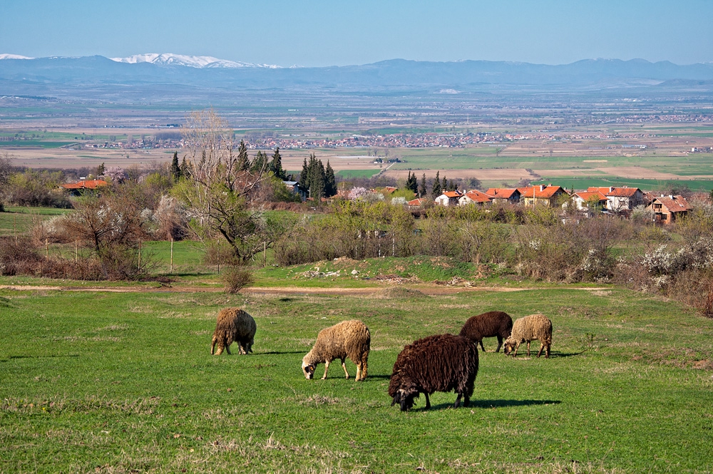 Пролетно край Паталеница